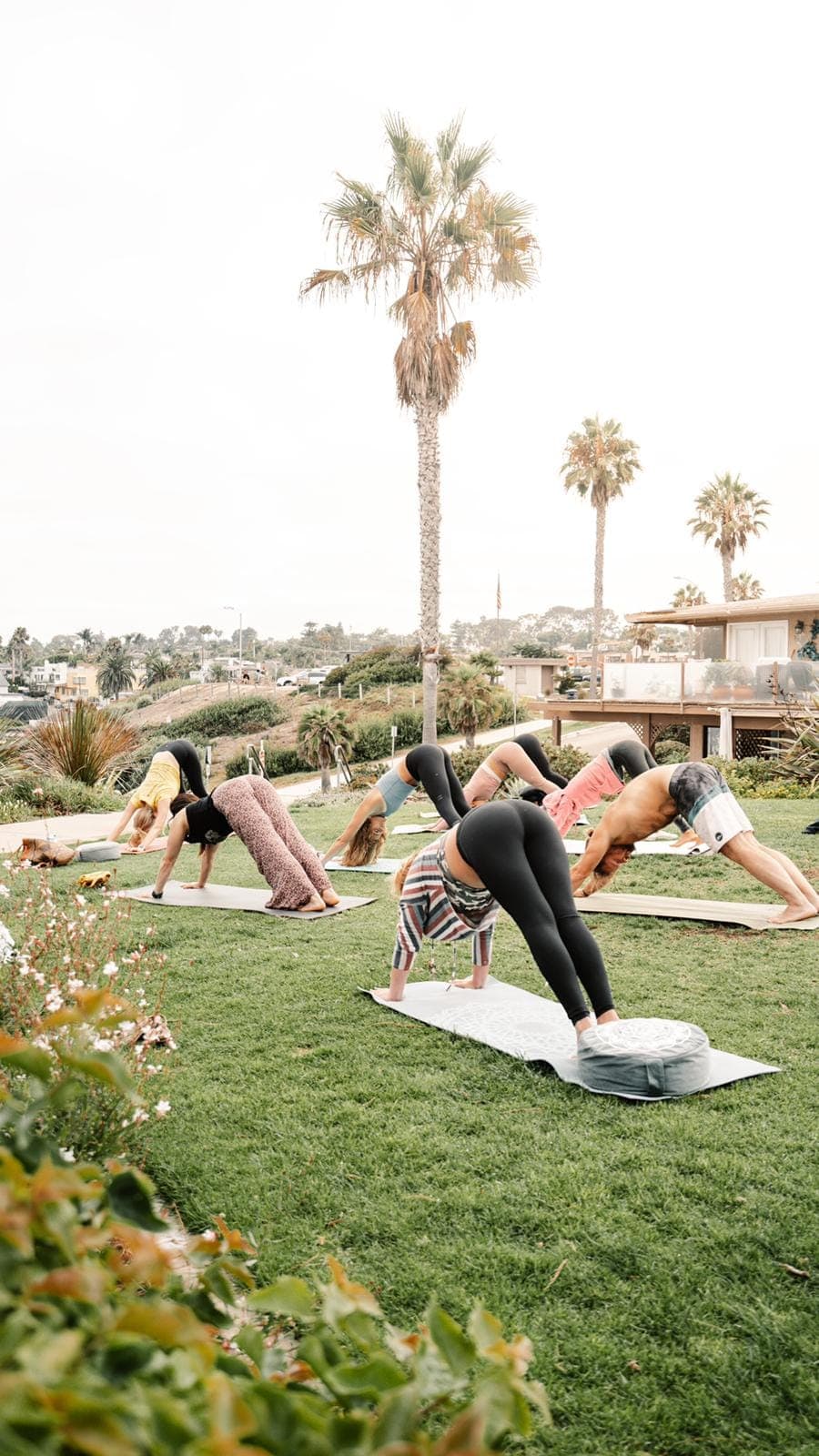 A group holding downward dog on yoga mats on a lawn under a tall palm, ocean town behind them